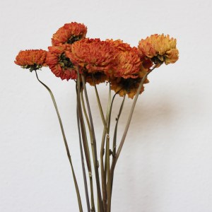 oranzove dalie vysoke detail